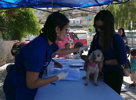 Gran cantidad de andacollinos participó con sus mascotas en operativo veterinario
