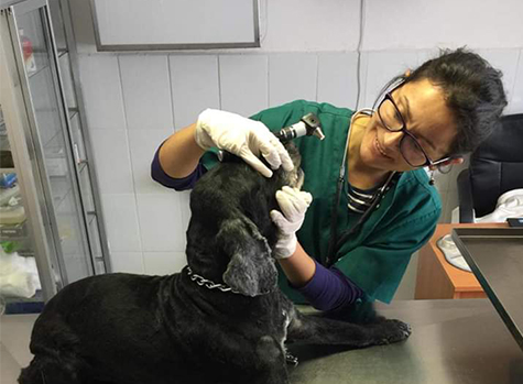 En Andacollo realizarán operativo de chipeo y registro de mascotas