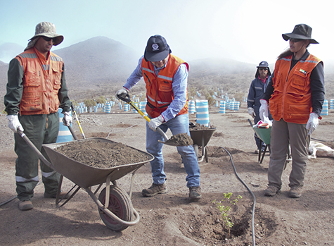 400 árboles guayacanes serán plantados en el sector “El Runco”