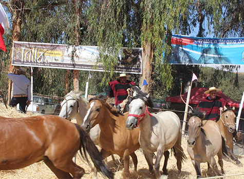 Club de Huasos inicia actividades veraniegas con un bailable en su Rancho criollo