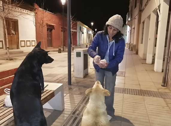 Refugio “Mis nuevos amigos”, el sueño de un grupo de animalistas para Andacollo