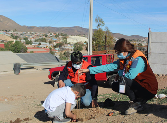 Proyecto de trabajadores de Teck CDA permitió plantar 300 algarrobos en Andacollo