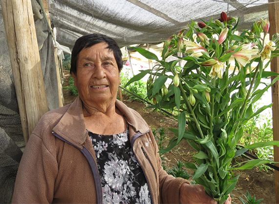 Irelba Pinto cultiva hermosas flores que llenan de colores a los hogares andacollinos