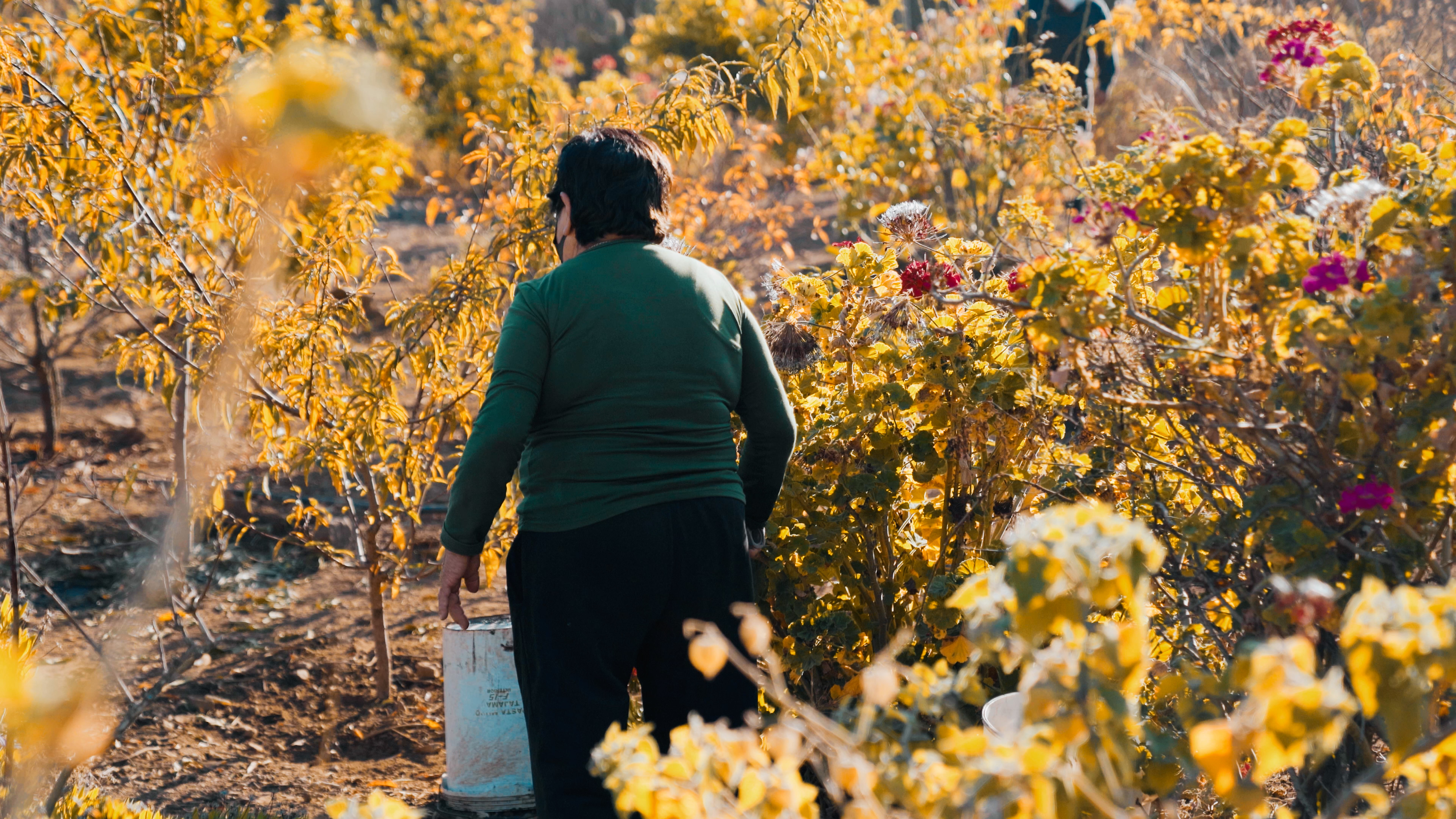 Olivicultores de Andacollo potencian su producción gracias a almazara móvil