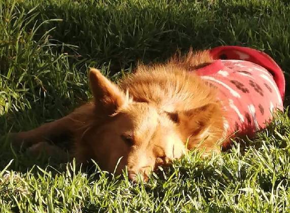 Hasta el próximo lunes se desarrollará la campaña “Abrigando a un perrito abandonado”