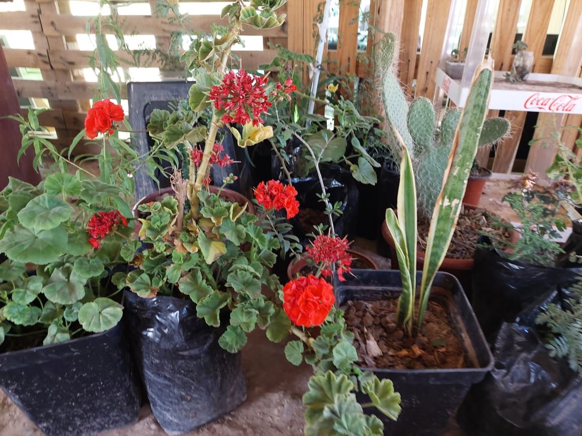INNOVADOR VIVERO ANDACOLLINO OFRECE PLANTAS AUTÓCTONAS DE LA ZONA
