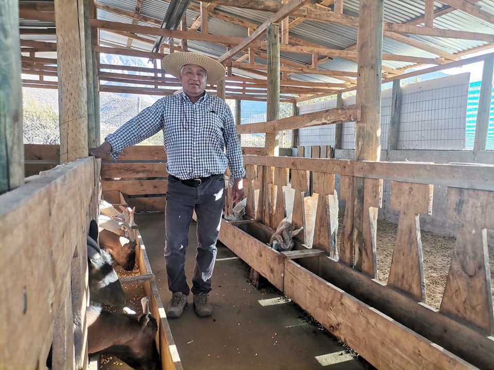 Usuarios y usuarias de INDAP del rubro caprino: Se encuentra abierto concurso para postular a proyectos de inversión en el marco del Programa de Fortalecimiento Caprino Lechero