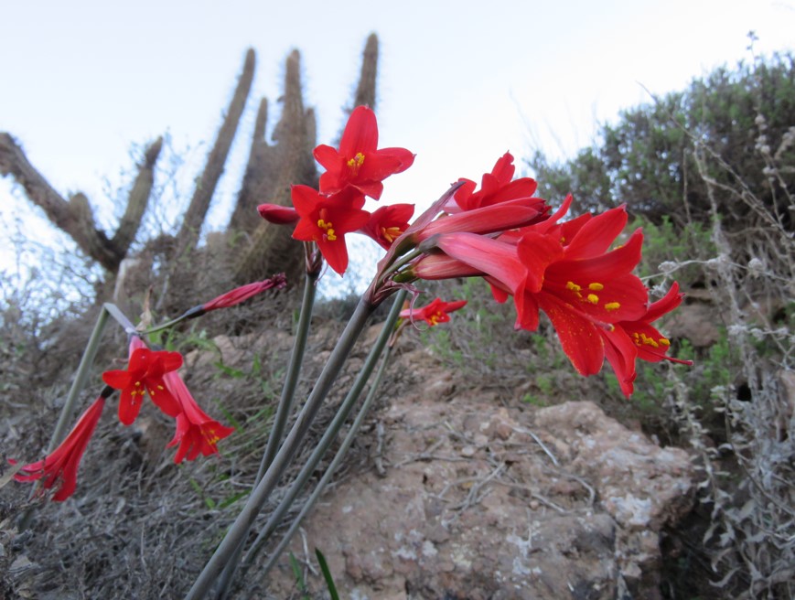La Leyenda del Añañuca