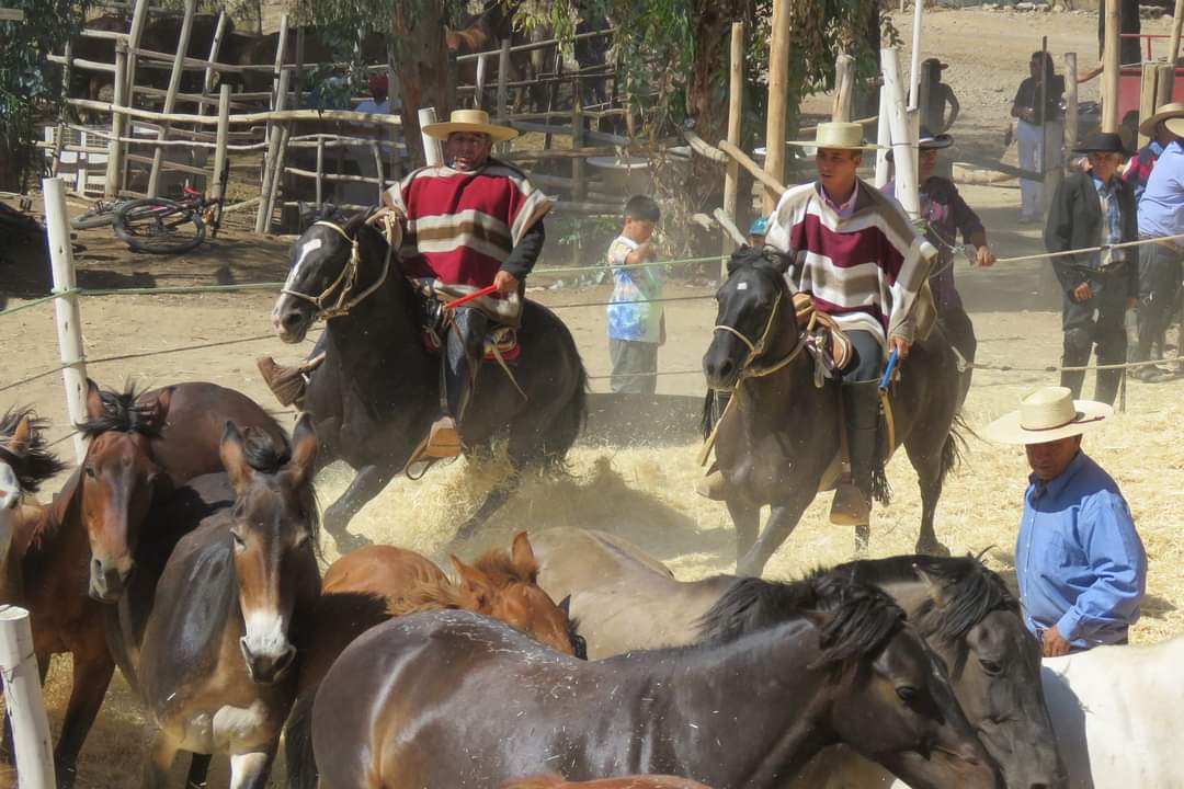 XVII versión de la Fiesta Patrimonial Costumbrista “Trilla a Yegua Suelta” se realizará este 25 de febrero en Andacollo