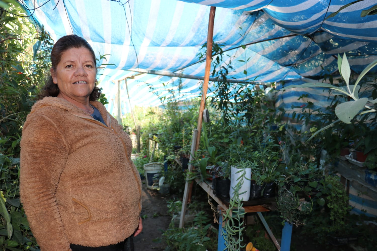 Matrimonio de emprendedores andacollinos cultivan hierbas medicinales, árboles frutales y flores para vender a la comunidad