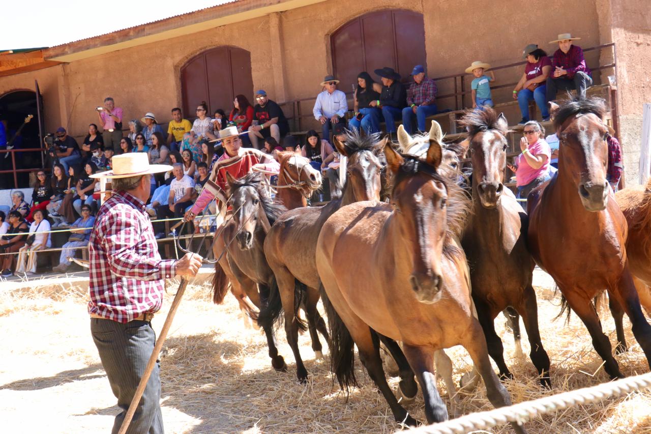 Fiesta Patrimonial Costumbrista “Trilla a Yegua Suelta” se realizará este primer fin de semana de febrero